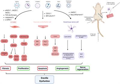 Frontiers Erectile dysfunction and exosome therapy